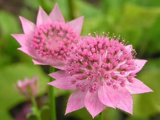 Masterwort