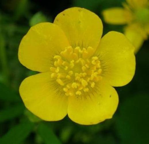 Meadow Buttercup