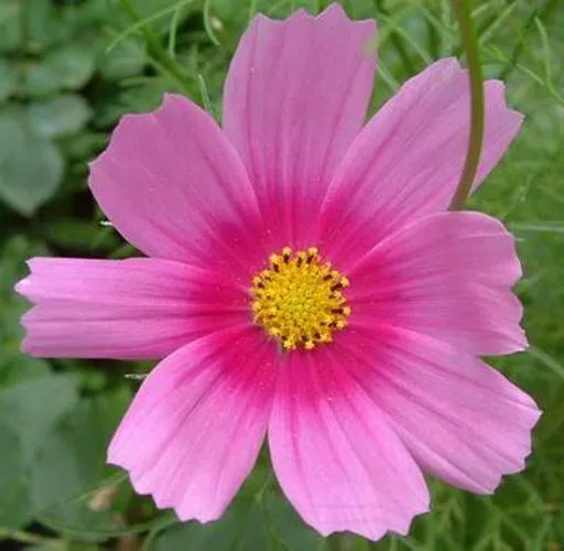 Mexican Aster