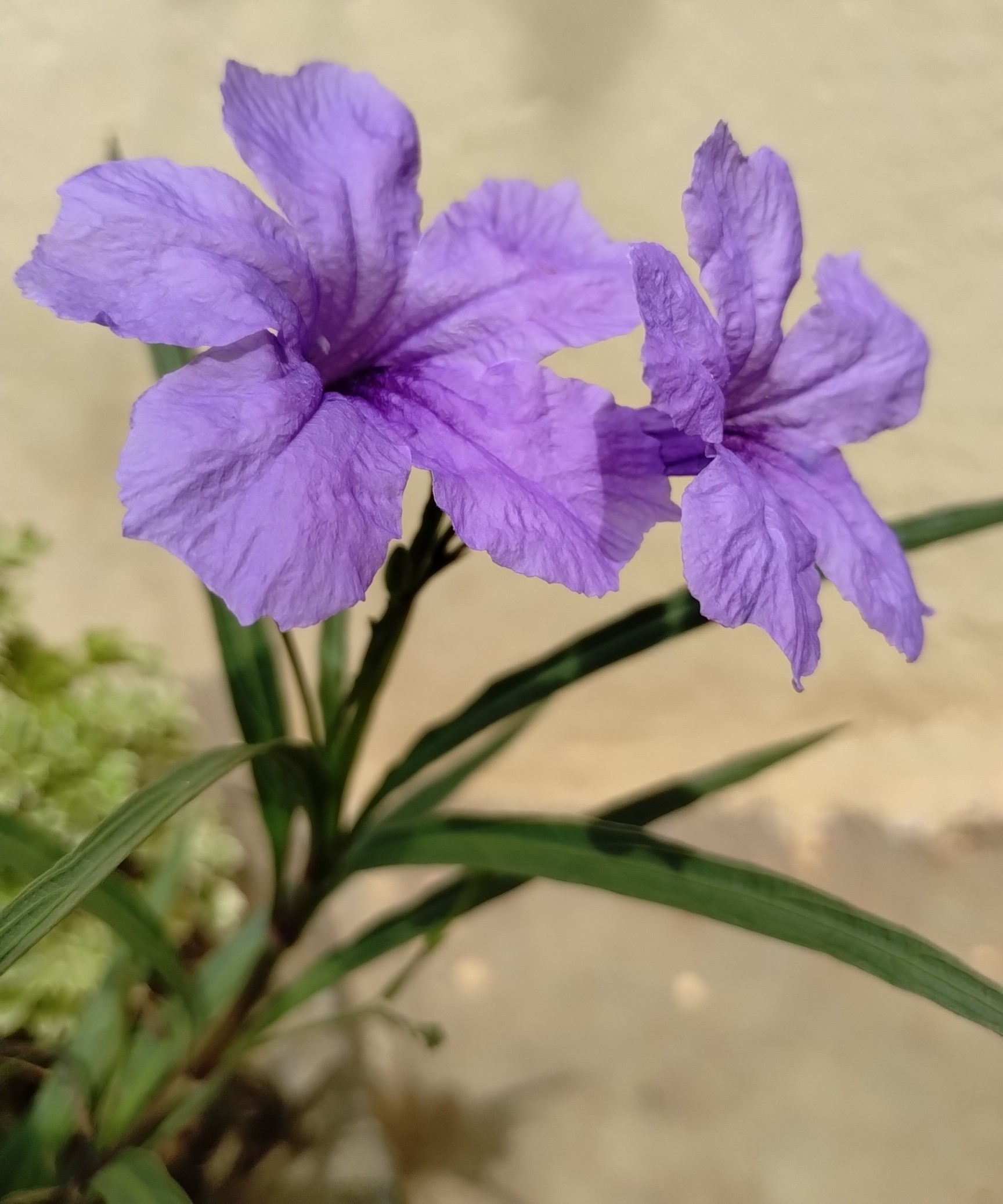 Mexican Petunia