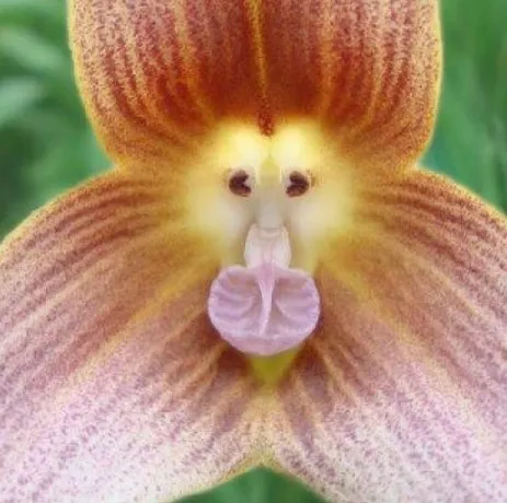 Monkey Orchid