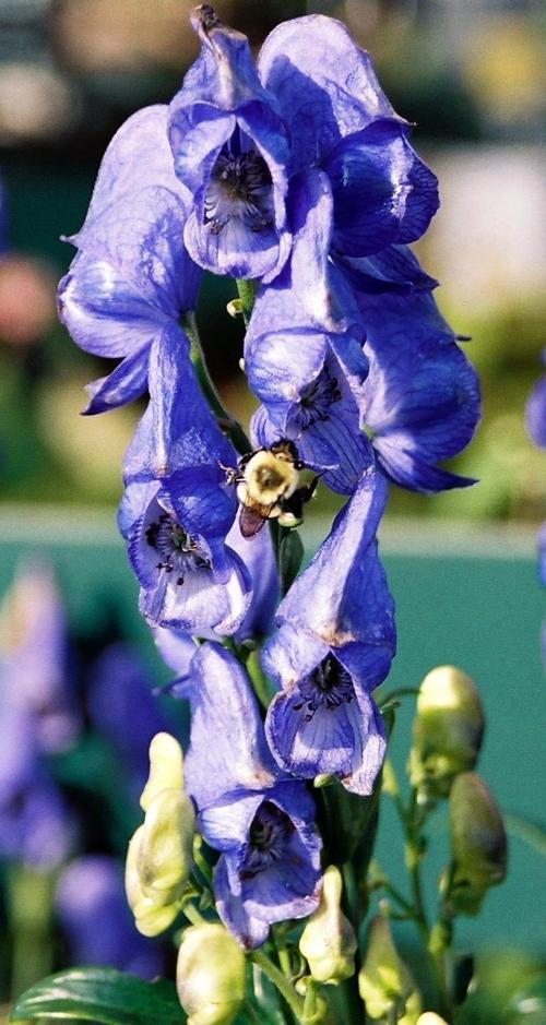 Monkshood