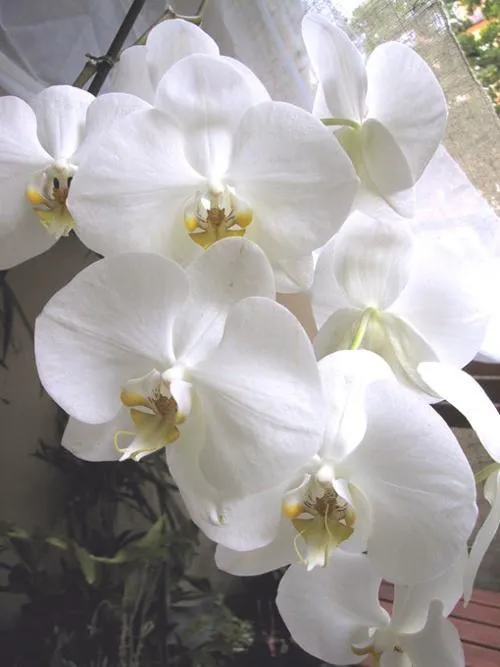 Moon Orchid (Phalaenopsis)