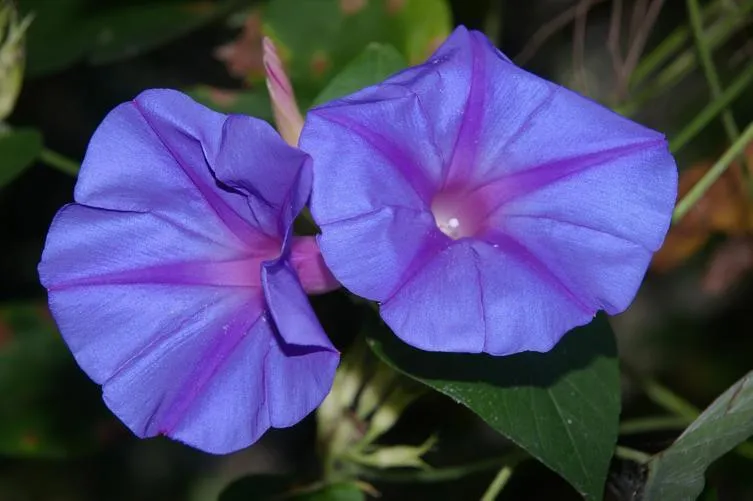 Morning Glory