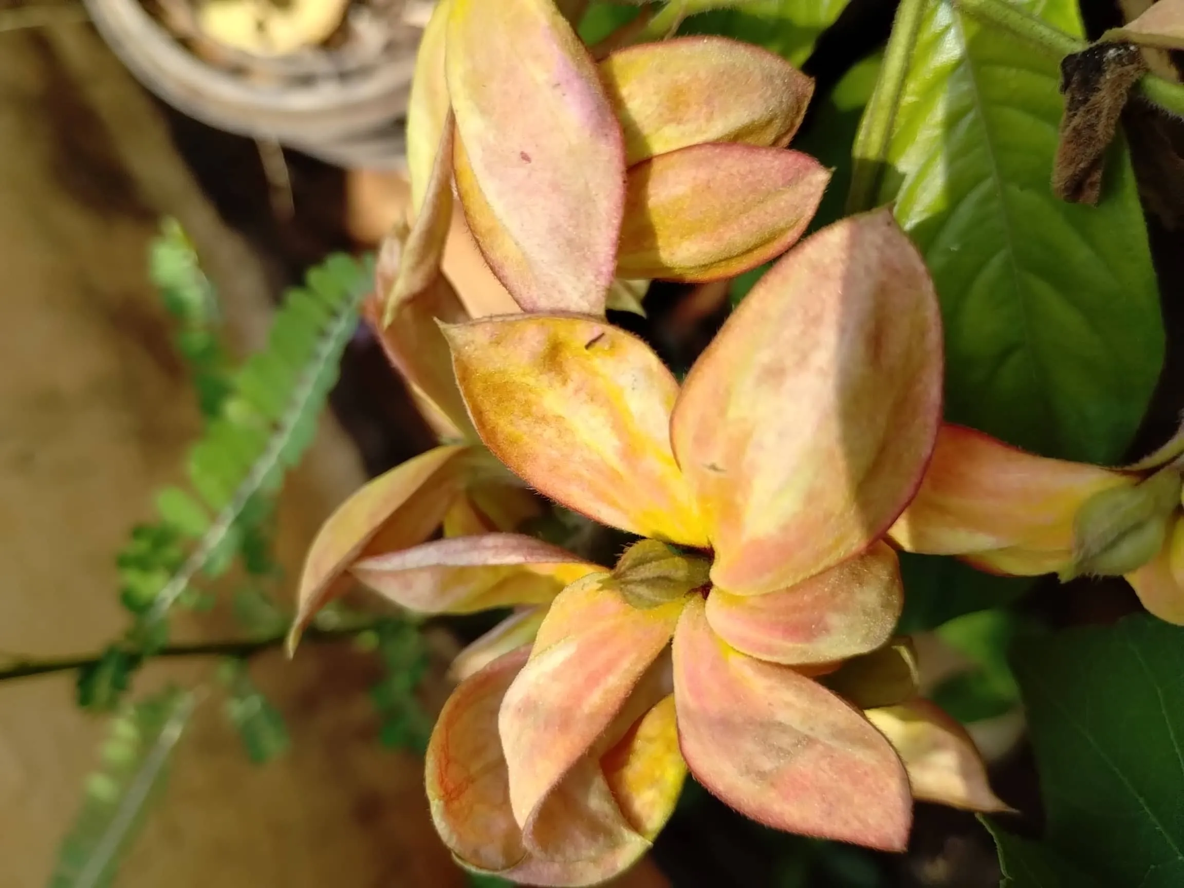 Mussaenda
