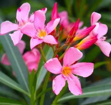 Oleander