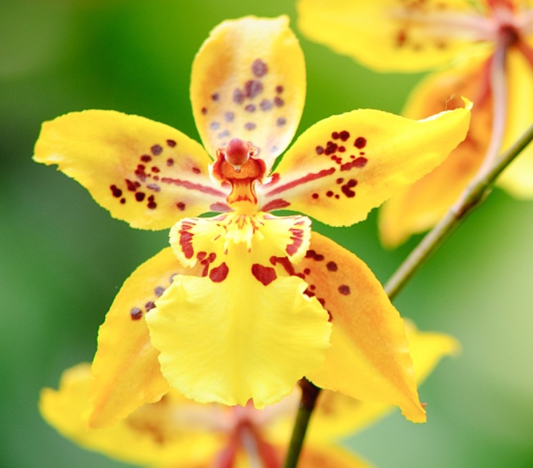 Tolumnia Orchid