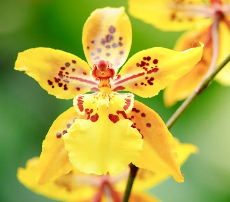 Tolumnia Orchid