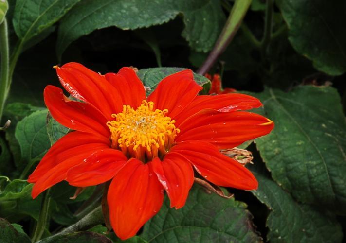 Orange Dahlia