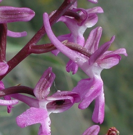 Orchis Orchid