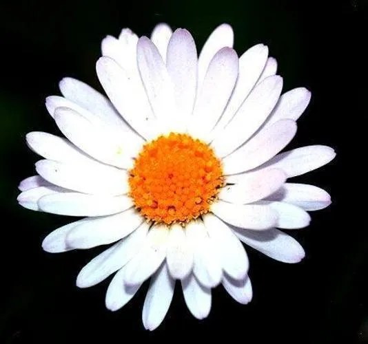 Oxeye Daisy