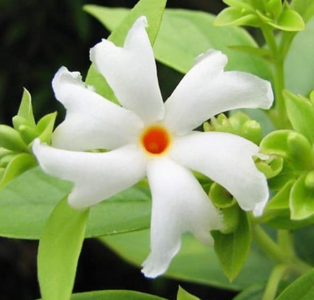 Night Jasmine (Parijat)