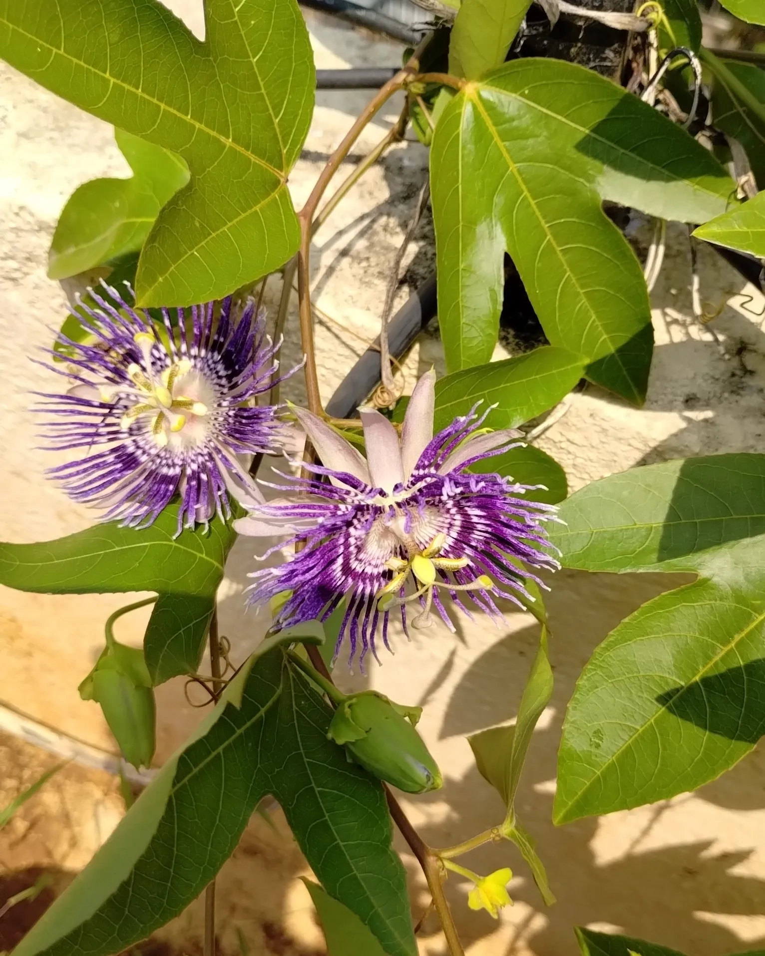 Passion Flower