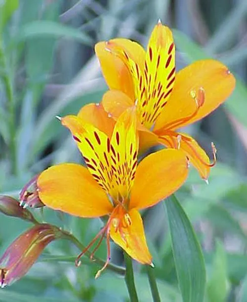Peruvian Lily