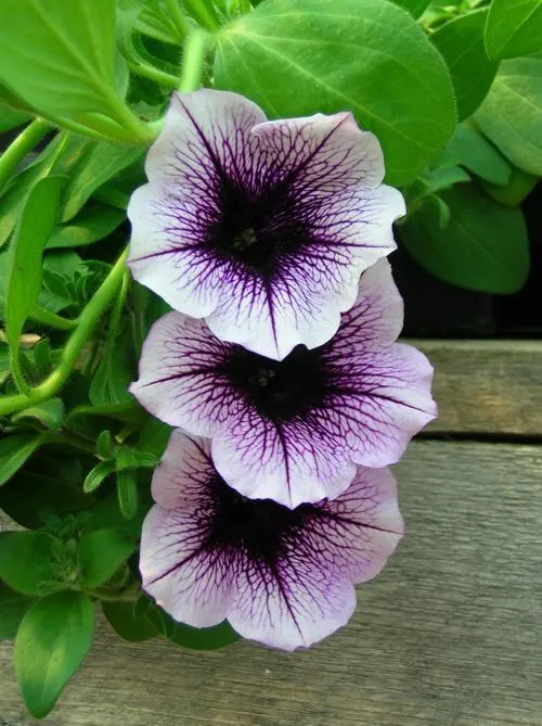 Petunia
