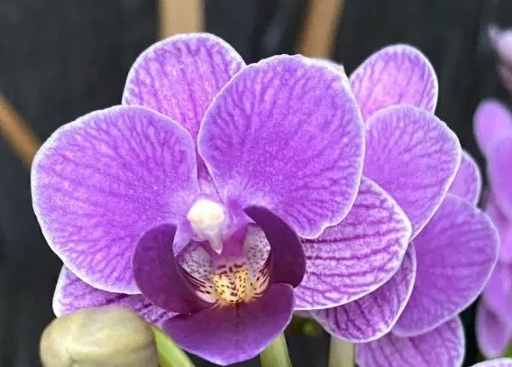 Moth Orchid (Phalaenopsis)