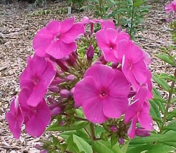 Phlox