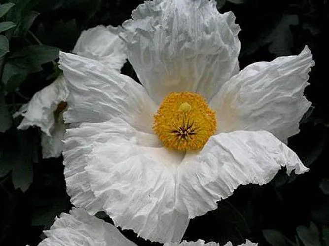 Pincushion