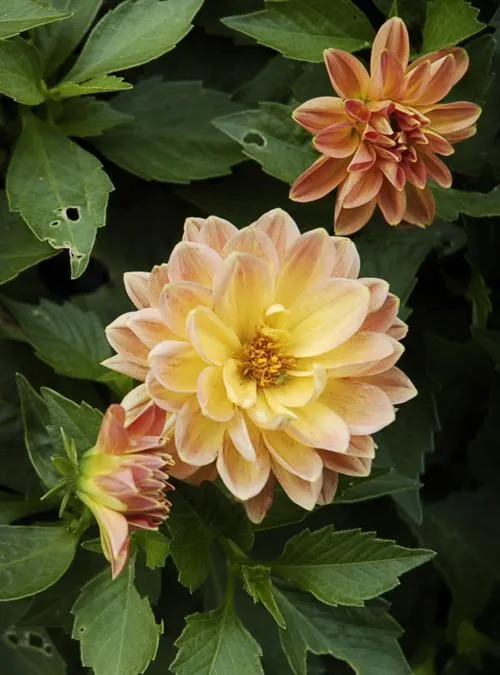 Pink-Yellow Dahlia