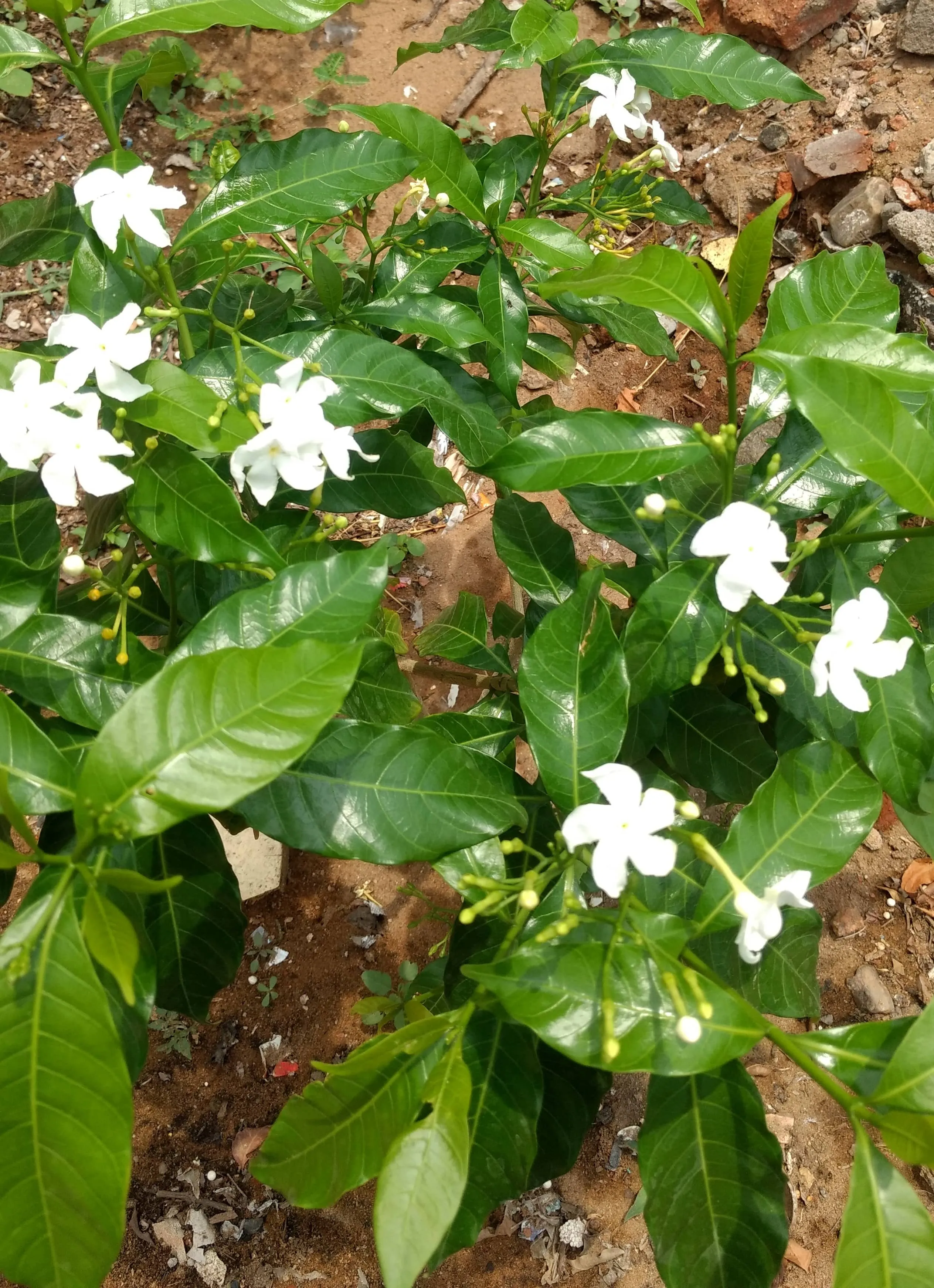 Pinwheel