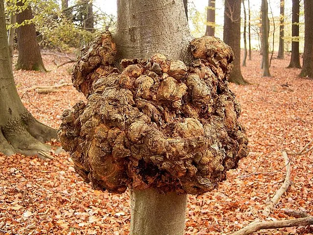 Anthracnose