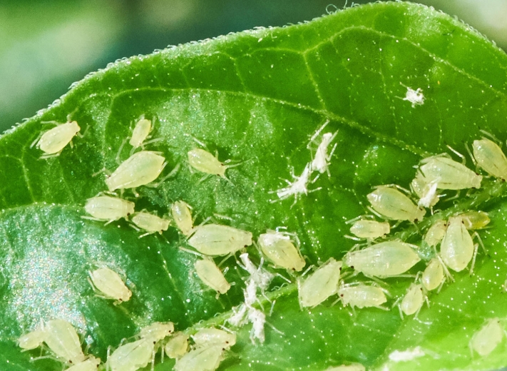 Aphids
