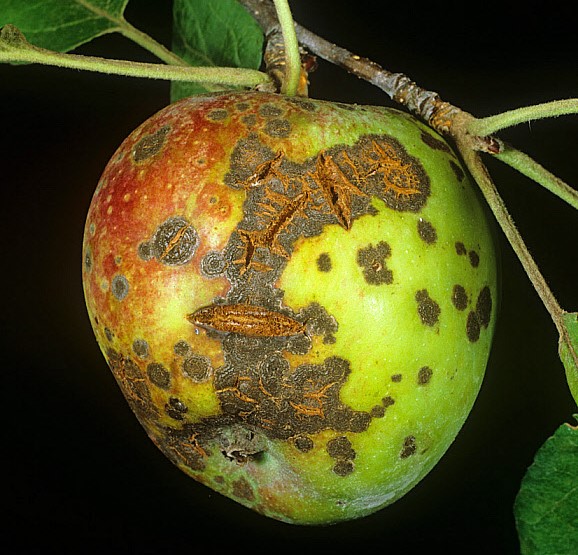 Apple Scab