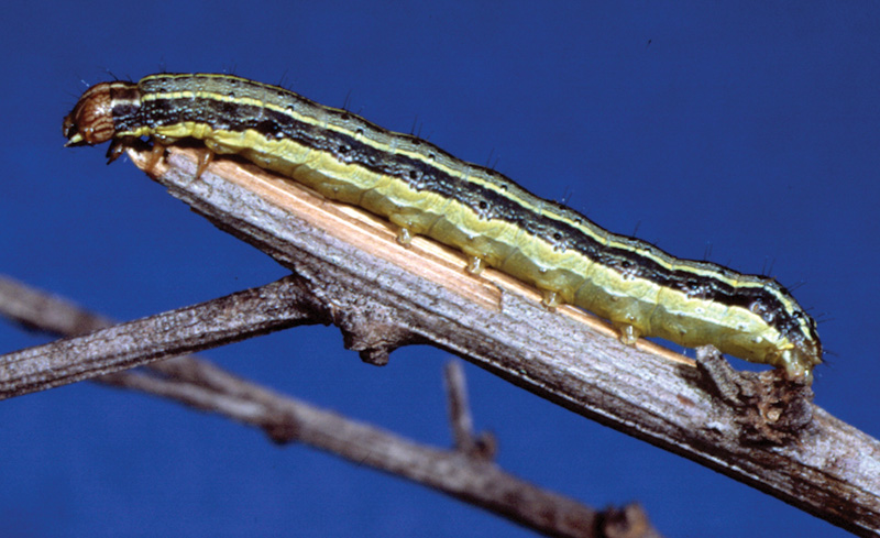 Armyworm Pest