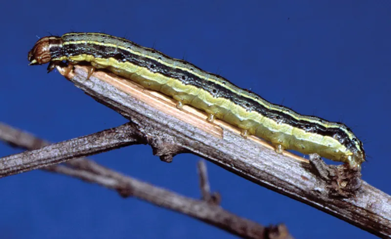 Armyworm