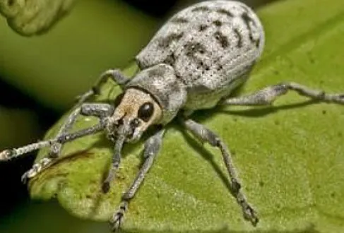 Ash Weevil
