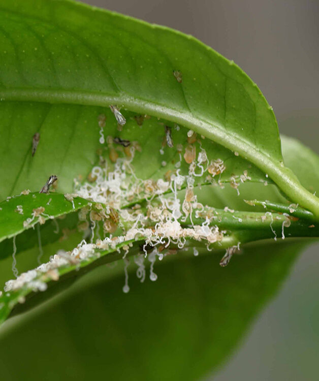 Asian Citrus Psyllid