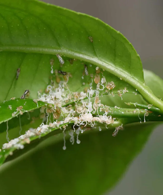 Asian Citrus Psyllid