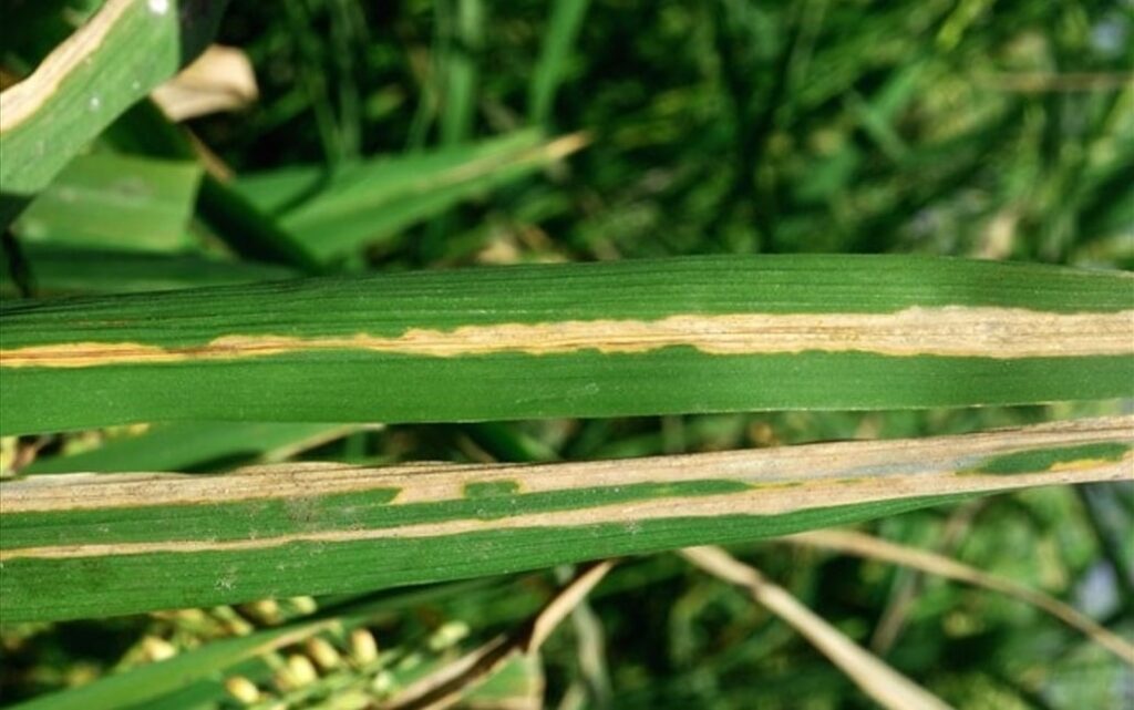 Bacterial Leaf Blight (Rice)