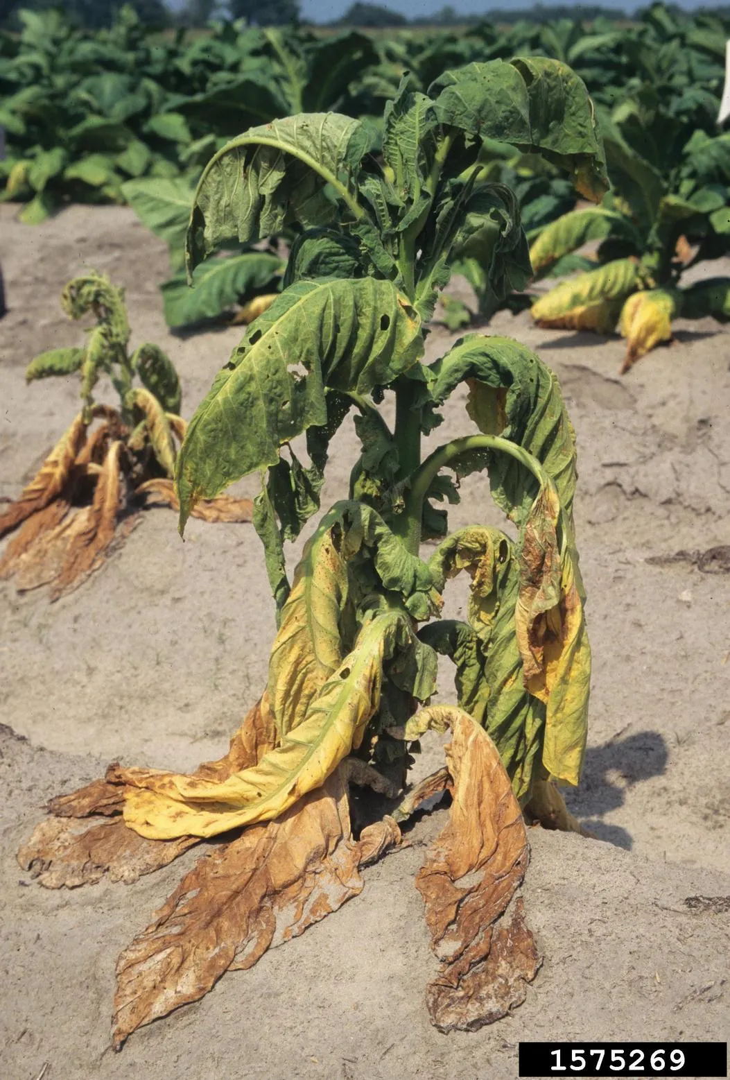 Bacterial Wilt