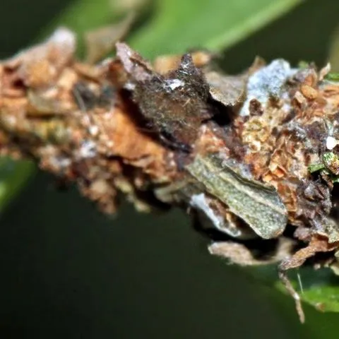 Bagworm