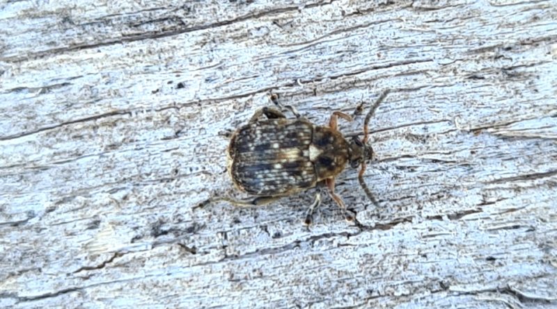 Bean Weevil