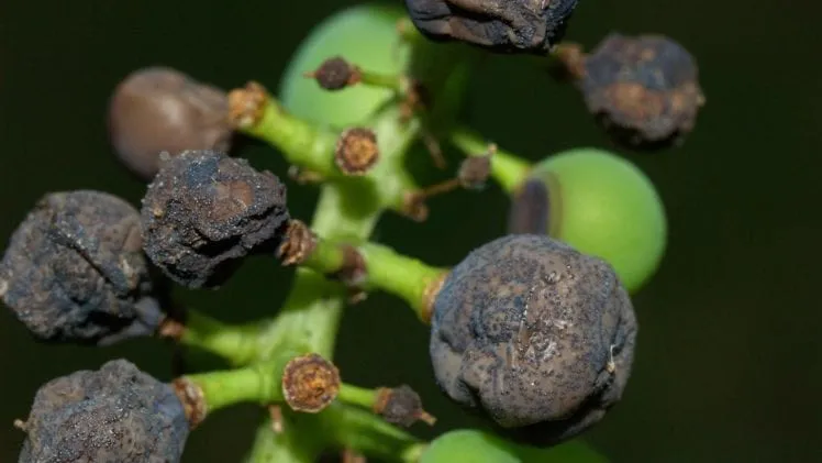 Black Rot (Grape)