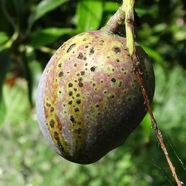 Black Spot