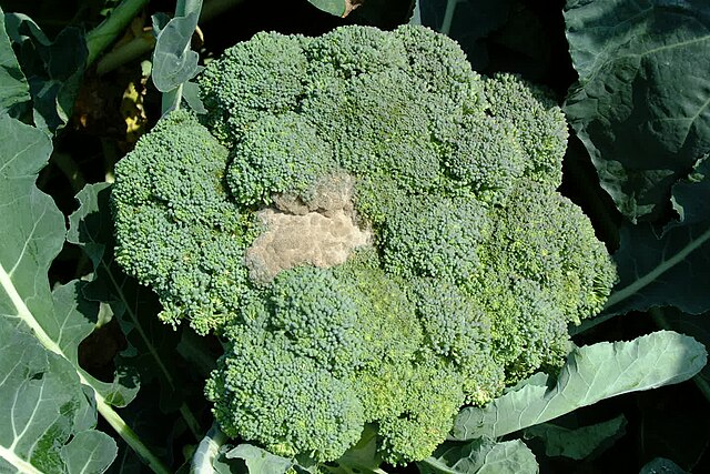 Botrytis (Gray Mold)