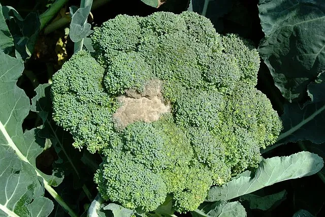 Botrytis Mold