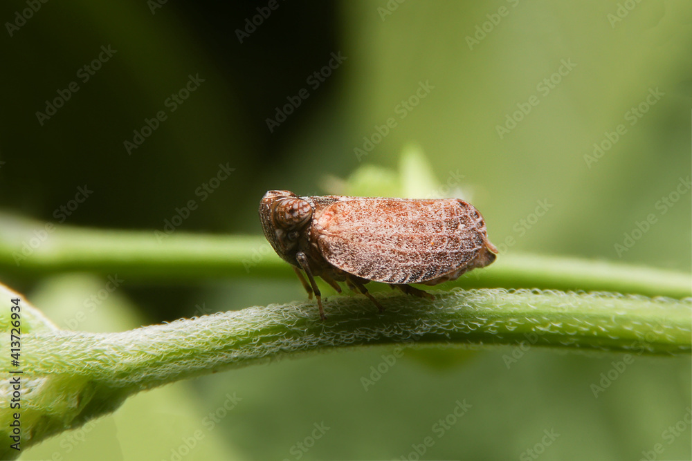Brown Planthopper (Rice)