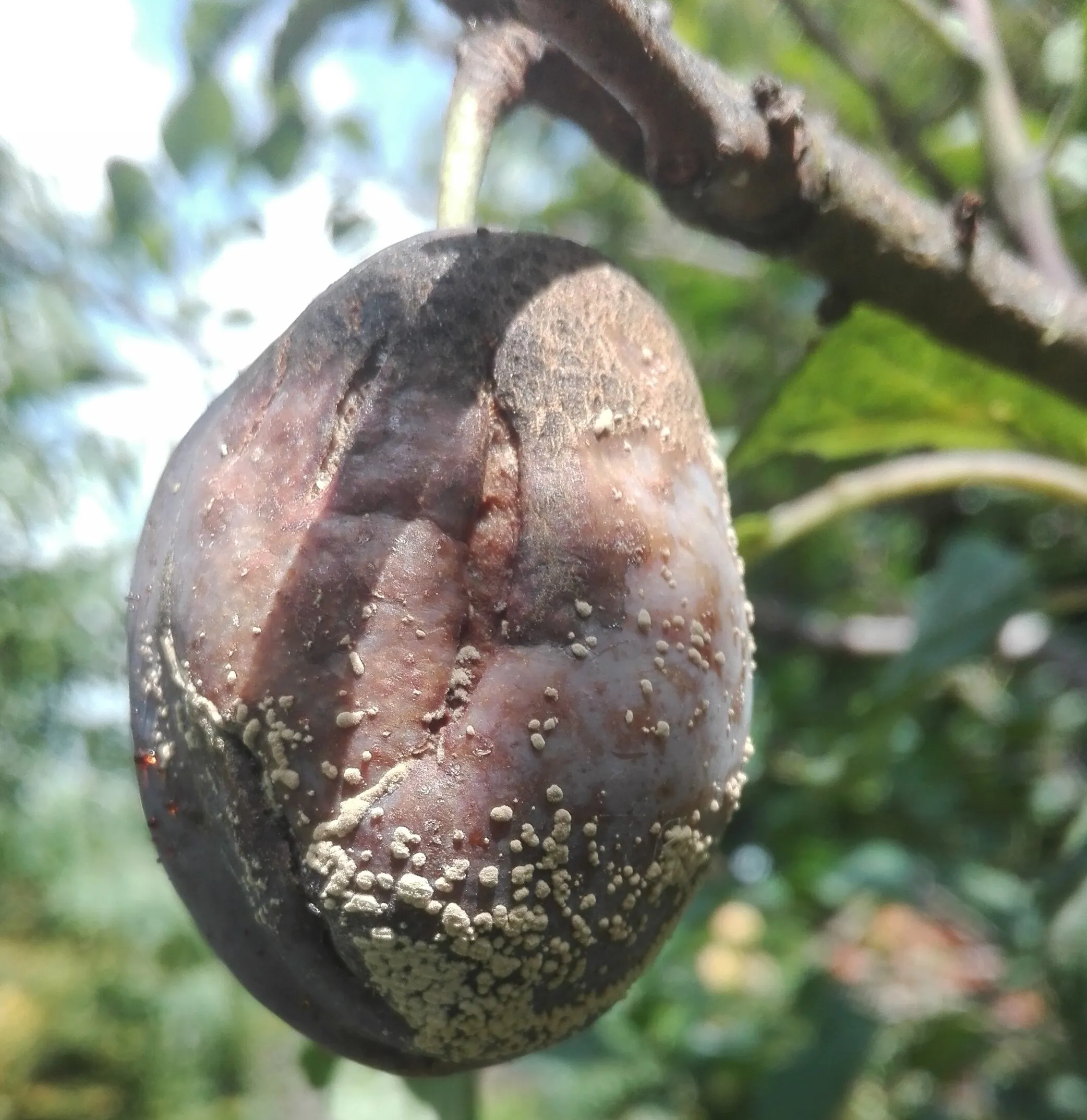 Brown Rot