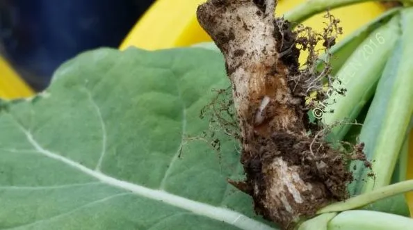 Cabbage Maggot