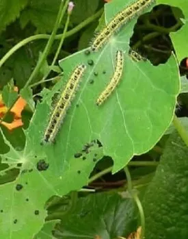 Cabbage Worm