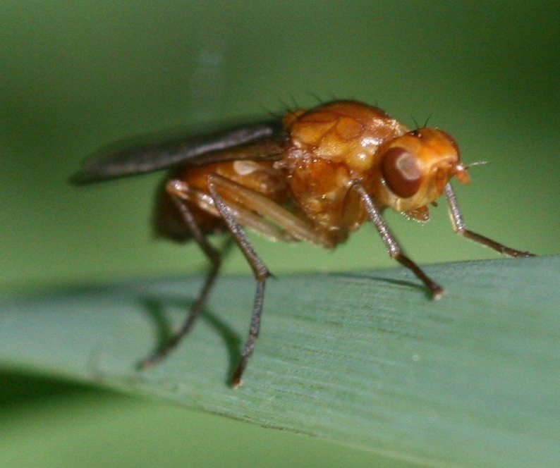 Carrot Rust Fly