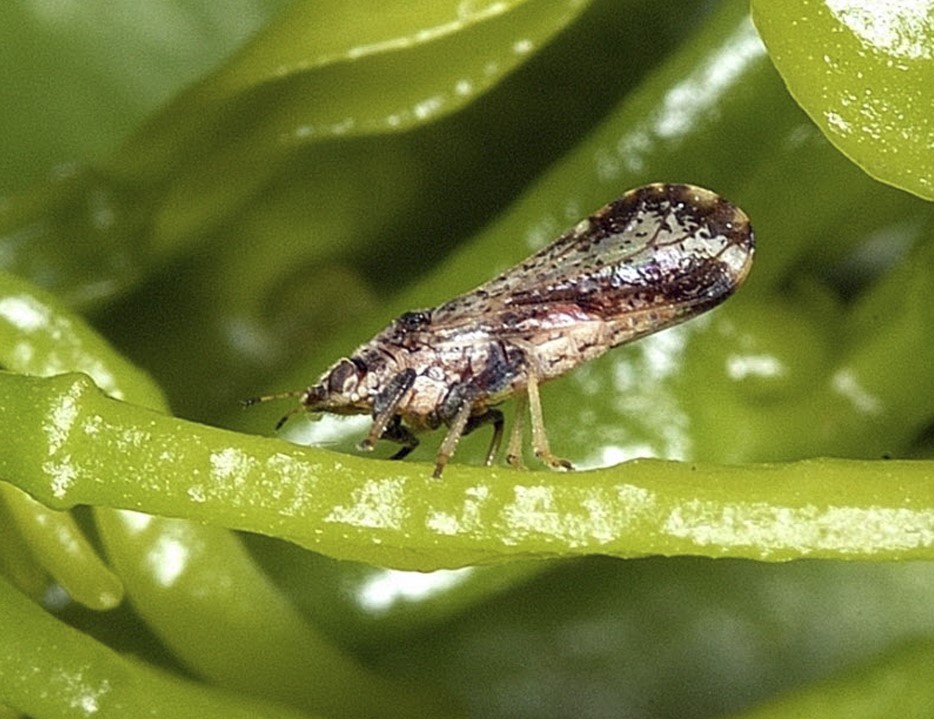 Citrus Bud Mite