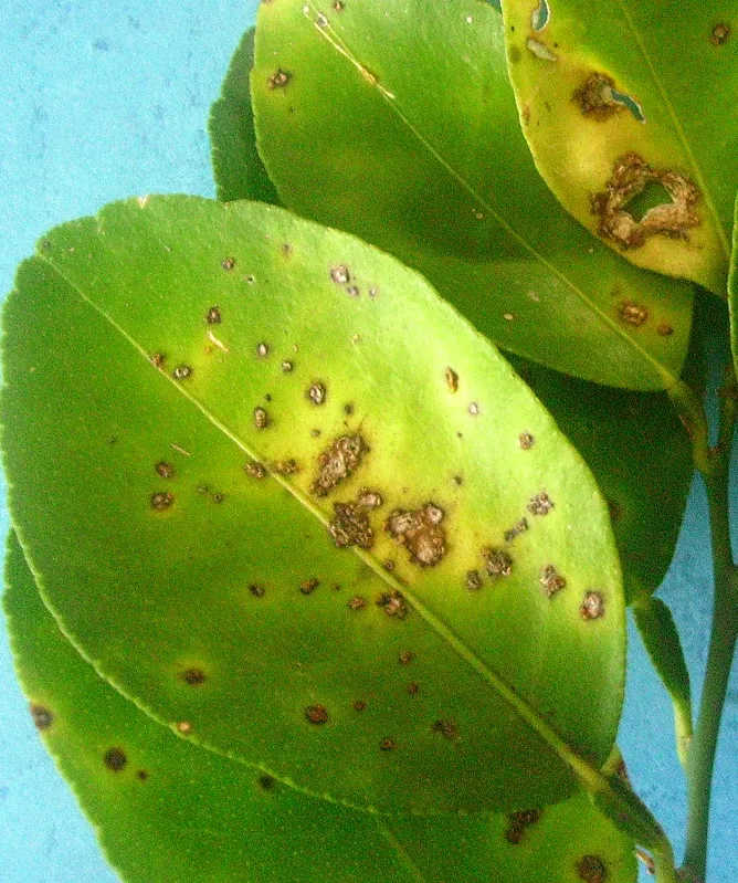 Citrus Canker