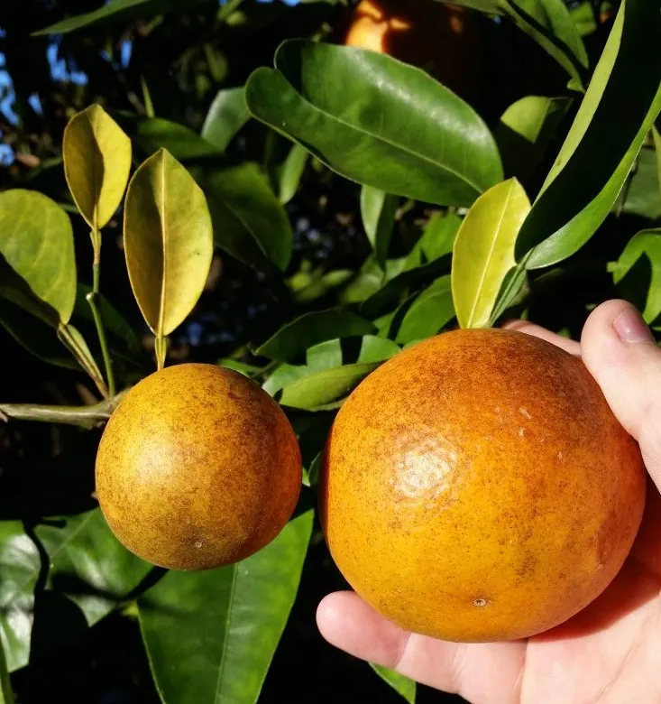 Citrus Greening