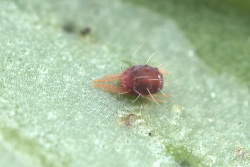 Citrus Red Mite