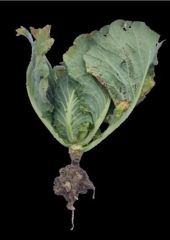 Clubroot